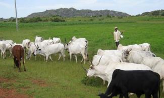 IMO GOVERNMENT GIVES HERDERS JULY 24 ULTIMATUM TO PUT AN END TO OPEN GRAZING