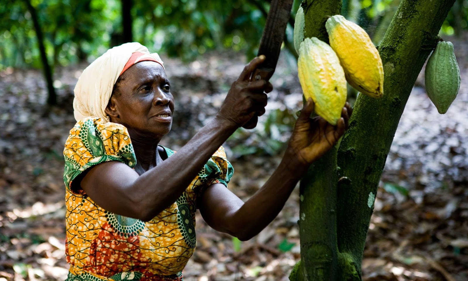 GHANA BOOSTS FARMER COCOA PRICES BY 63%