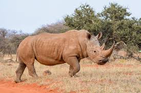 SOUTH AFRICA WORKS AGAINST RHINO HORN TRAFFICKERS