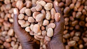 PRICE OF SHEA NUT FALLS BY 30% AMID EXPORT BAN BY FG